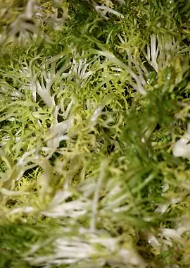 Cichorium endivia salad