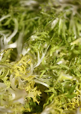 Cichorium endivia salad