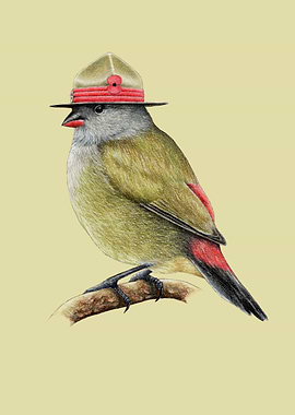 Yellow bellied waxbill