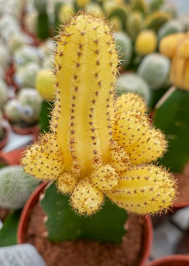 colorful succulent plant