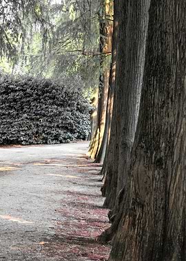 trees of the park avenue