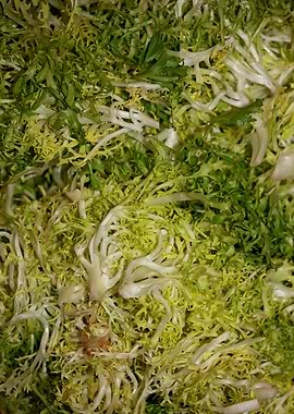 Cichorium endivia salad