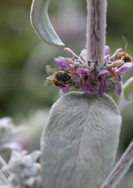 flower in spring season