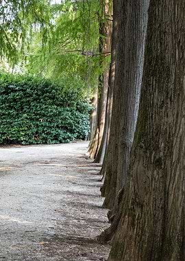 trees of the park avenue