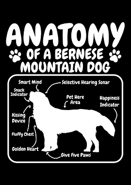 Bernese Mountain Dog Dog A