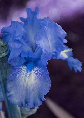 iris gladiolus in bloom