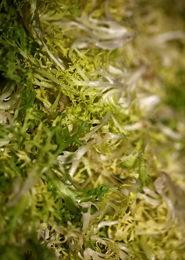 Cichorium endivia salad