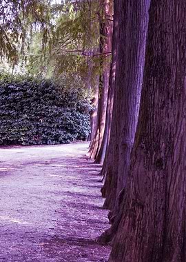 trees of the park avenue