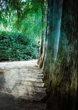 trees of the park avenue