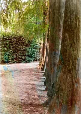 trees of the park avenue