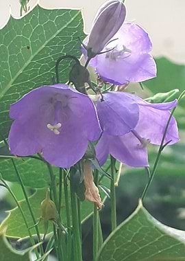 purple bell flower