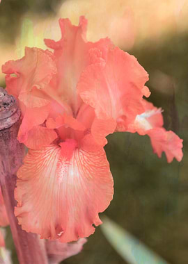 iris gladiolus in bloom