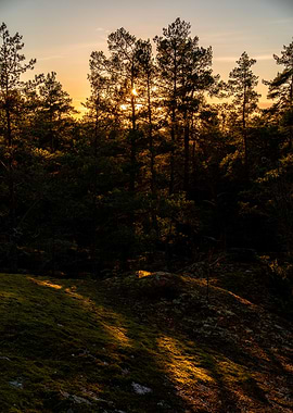 Sunset in the forest