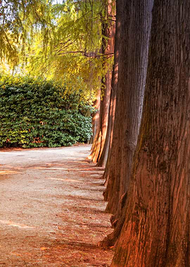 trees of the park avenue