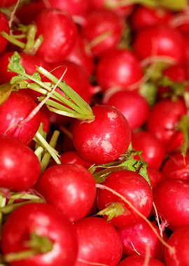 Radiesche raphanus sativus