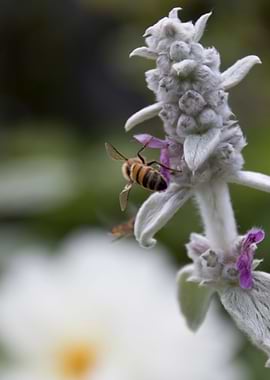 flower in spring season