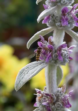 flower in spring season