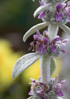 flower in spring season