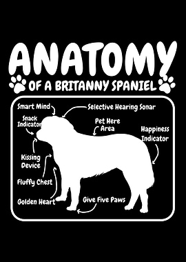 Britanny Spaniel Dog Anato