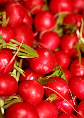 Radiesche raphanus sativus