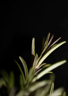 Rosmarinus lamiaceae macro