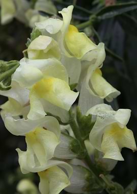 snapdragons in the garden