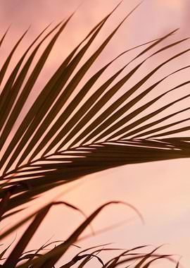 Blush Sunset Palm Leaf 1