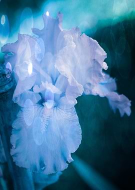 iris gladiolus in bloom