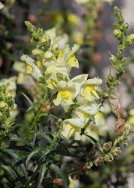 snapdragons in the garden