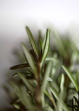 Rosemary flower lamiaceae