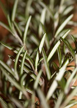 Rosmarinus lamiaceae macro