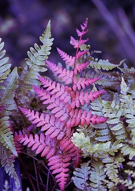 fern plant in the garden