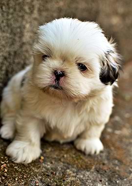 Cute Puppy