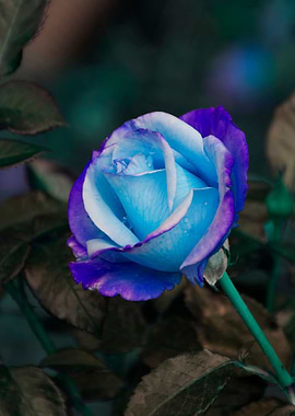 blue roses in spring