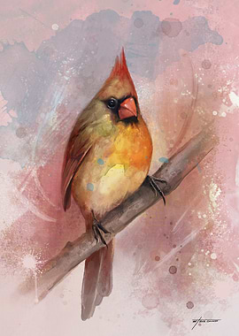 Female Cardinal