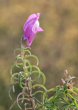 snapdragons in bloom