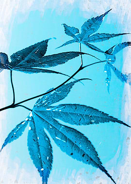 blue leaves of maple