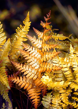 fern plant in the garden