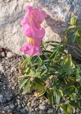 snapdragons in bloom