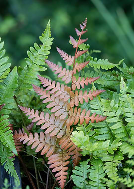 fern plant in the garden