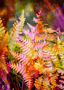 fern plant in the garden