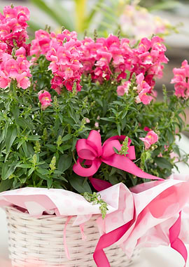snapdragons in bloom