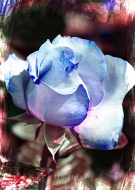 blue roses in spring