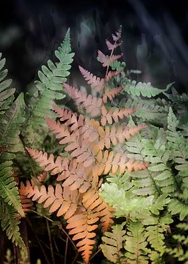fern plant in the garden