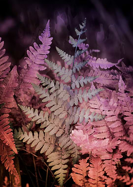 fern plant in the garden