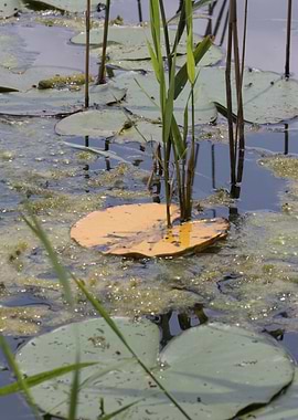 white waterlily on water