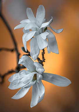 White Magnolias