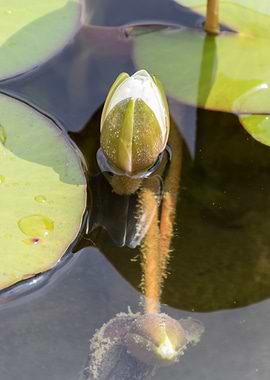 white waterlily on water
