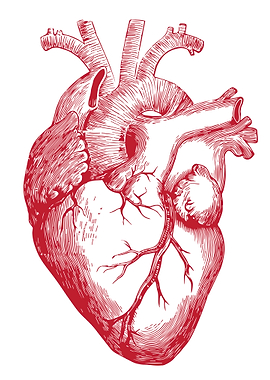 Human Heart Anatomy