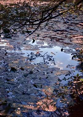 waterlily and reflection